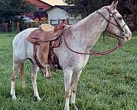 sorrel-appaloosa-horse