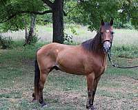 quarter-horse-gelding