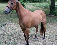 quarter-horse-for-sale
