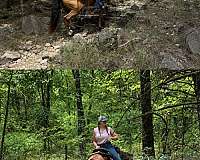 quarter-horse