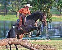double-registered-quarter-horse