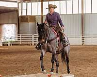 high-point-champion-mare