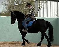 fhana-friesian-pony