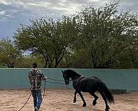 kfps-friesian-pony