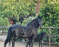 mare-friesian-pony