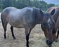 quarter-horse-gelding