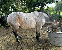 quarter-horse-for-sale