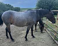 quarter-horse
