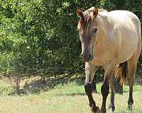 dun-roan-cross-horse