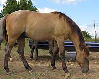 dun-roan-halter-horse