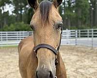 15-hand-draft-gelding