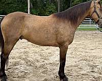 buckskin-draft-gelding