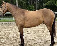 buckskin-gelding-for-sale