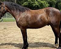 bay-draft-gelding