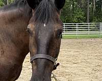 14-hand-draft-gelding