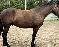 bay-gelding-for-sale