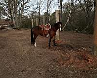 adult-mustang-horse