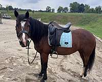 briar-mustang-horse