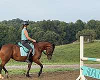 burro-mustang-horse