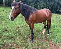 confident-mustang-horse
