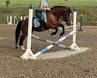 correct-mustang-horse