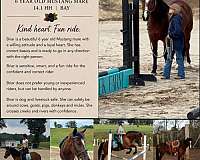 creeks-mustang-horse