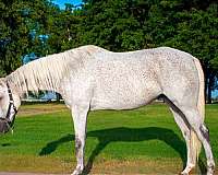 oklahoma-city-horse