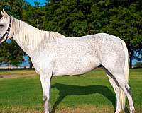 brick-house-gelding