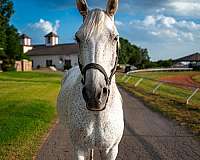 great-for-kids-gelding