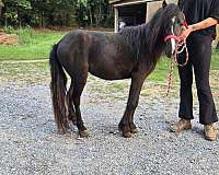 filly-gypsy-vanner-pony