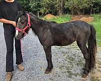 companion-therapy-gypsy-vanner-pony