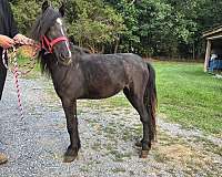 gypsy-cross-vanner-pony