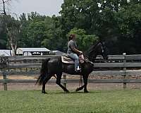black-tennessee-walking-horse