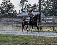 gaited-tennessee-walking-horse