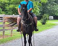 mare-tennessee-walking-horse