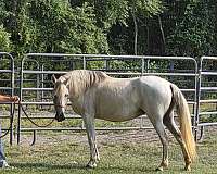 family-paso-fino-horse