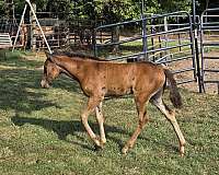 mare-filly-paso-fino-horse