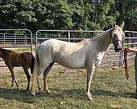 paso-fino-horse