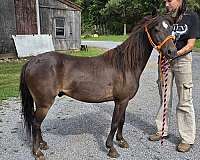 fancy-pony