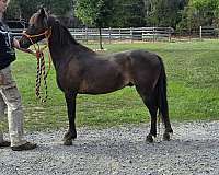pony