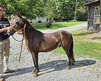 gelding-pony