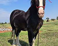smokey-black-shire-gelding