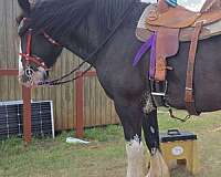 trail-trail-riding-shire-horse
