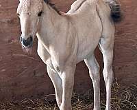 dun-none-horse