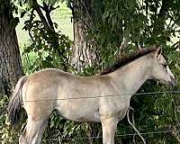 all-around-quarter-horse