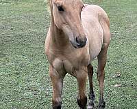 double-registered-quarter-horse