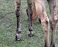 heading-quarter-horse