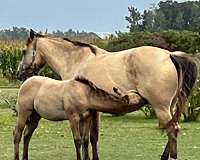 dun-factor-quarter-horse