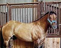 bueno-stallion