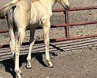 foundation-quarter-horse